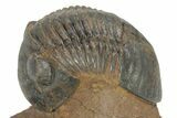 Corynexochid (Paralejurus) Trilobite - Lghaft, Morocco #210167-5